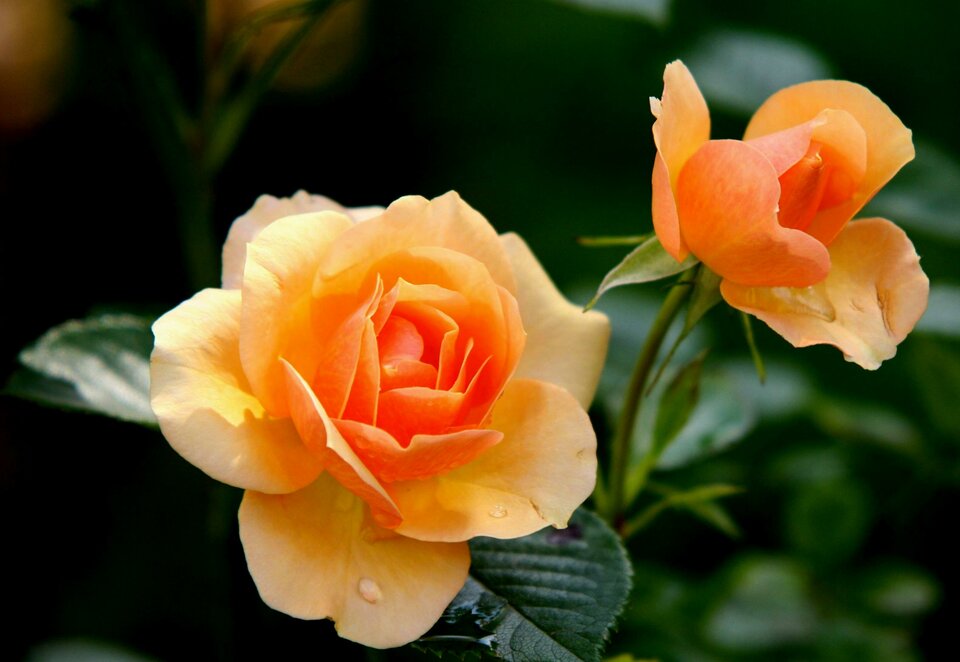 pexels-pixabay-39517.jpg - koniak9