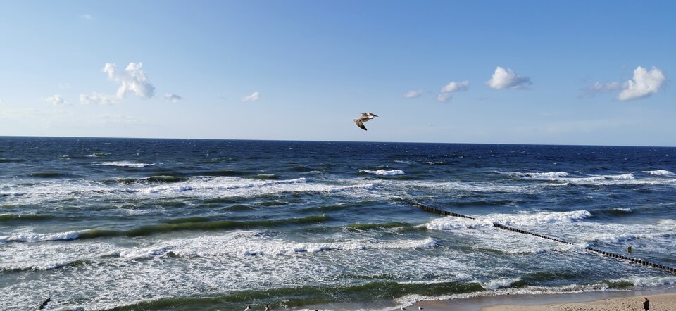 1000000305.jpg - Limonek_68