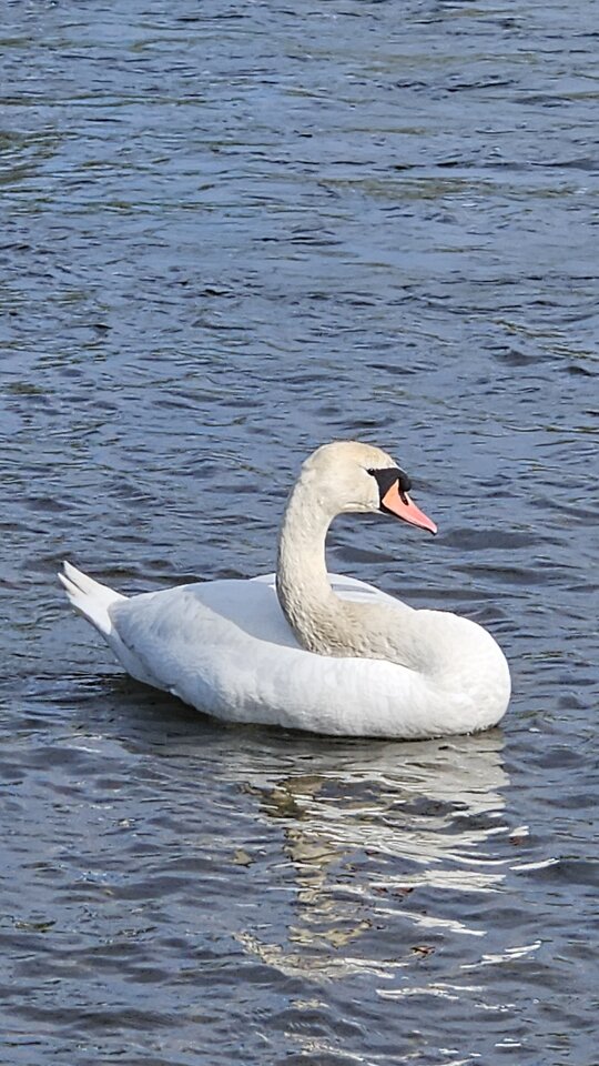 1000055097.jpg - nowytomas