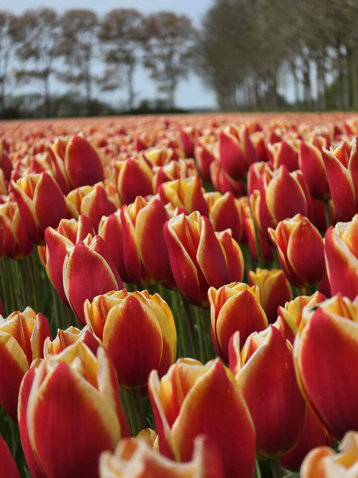 1000005245.jpg - Panienka_Pana