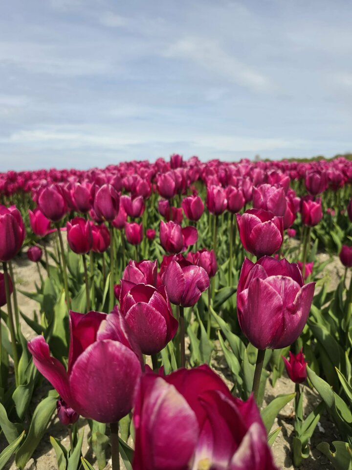 1000005243.jpg - Panienka_Pana