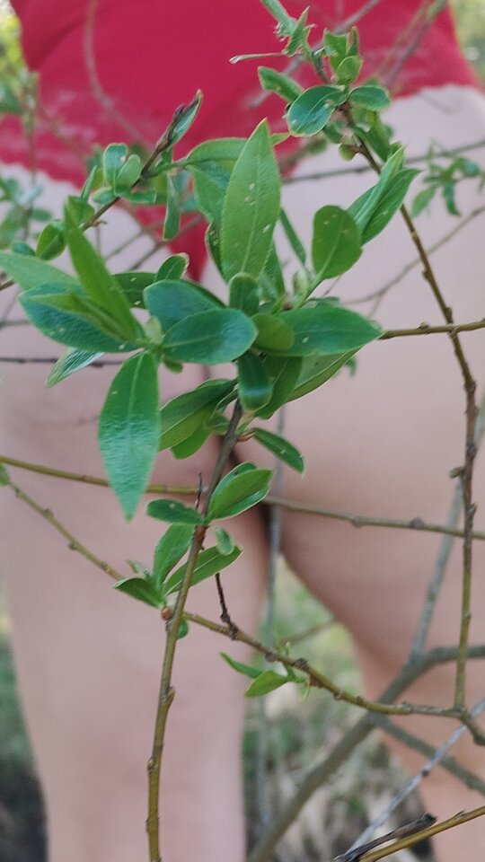 1000017692.jpg - Czerwonakalia