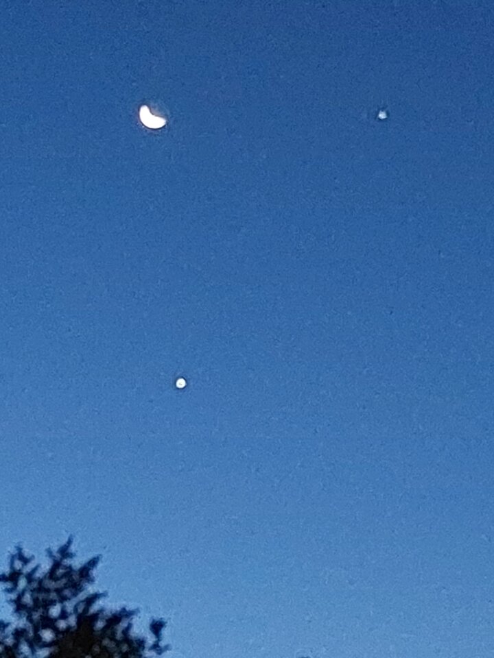 20250820_044107.jpg - Chiroptera1962