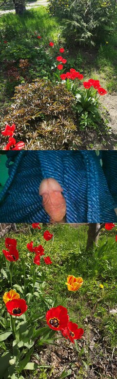 tulipany.jpg